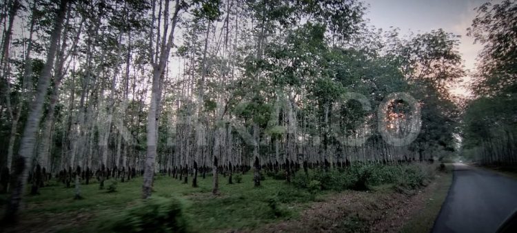 Penyebab Tanjung Bintang Rawan Pembegalan