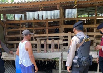 Polisi Kunjungi Dua Lokasi Peternakan Sapi di Tulangbawang Antisipasi PMK