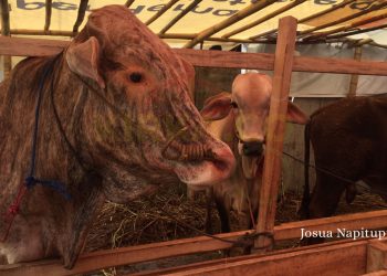 Wabah PMK Meluas Hingga Kota Metro di Lampung