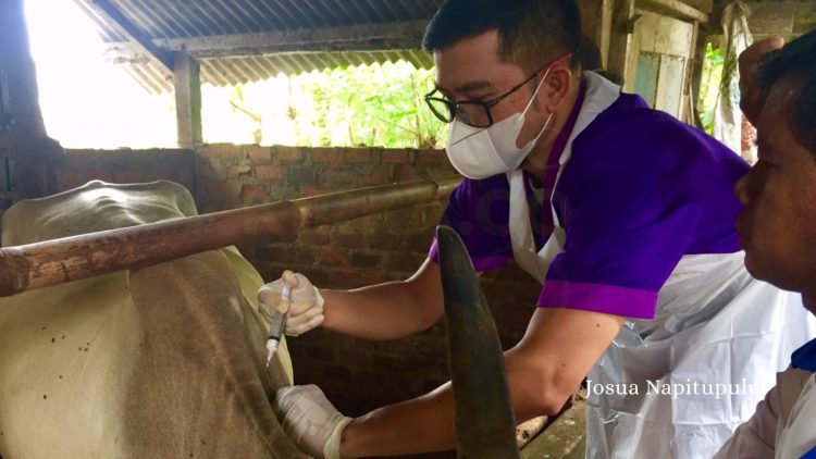 Sapi yang Disuntik Vaksin PMK Tidak Boleh Dikonsumsi