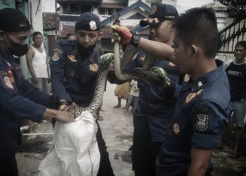 Warga Sumur Batu Geger Ular Sanca Muncul dari Saluran Pembuangan