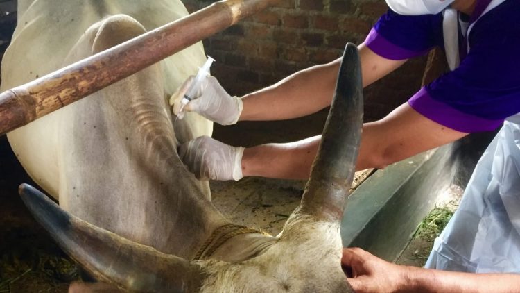 Kasus PMK di Metro Nihil Dua Bulan Terakhir