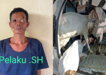 3 Pencuri Kambing Asal Ogan Ilir Ditangkap Polisi