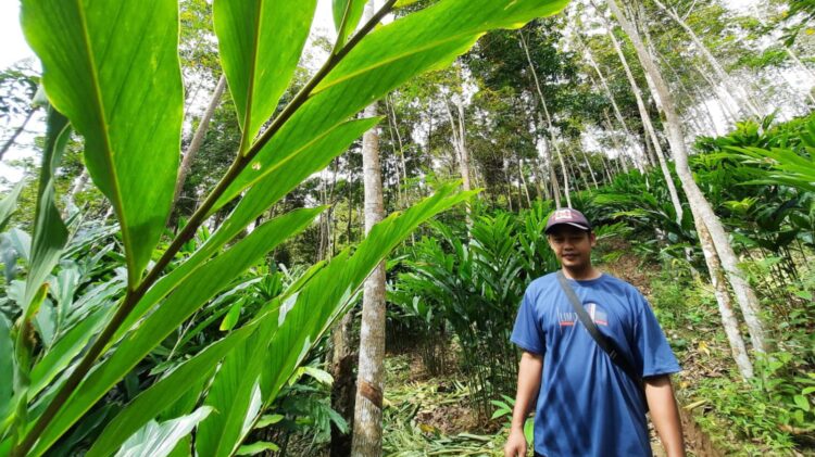 Petani Hutan Desa Banjaran Panen Setiap Bulan dari Agroforestri