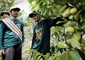 Kepala BPDASHL WSS Kunjungi Lokasi Penanaman RHL