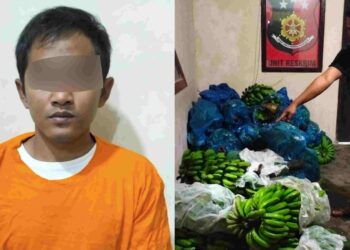 Curi pisang Senilai Rp1 Juta, Pemuda di Pekon Sinar Jaya Ditangkap Polisi