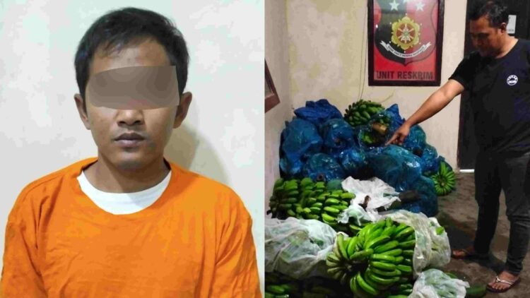 Curi pisang Senilai Rp1 Juta, Pemuda di Pekon Sinar Jaya Ditangkap Polisi