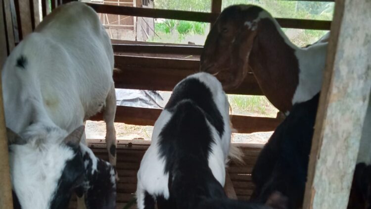 Polsek Tanjungbintang Ringkus 1 Pencuri Kambing, 3 Pelaku Masih DPO
