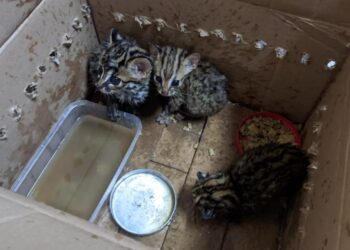 Polda Lampung Limpahkan Perkara Penyelundupan Kucing Hutan ke Kejaksaan Tinggi