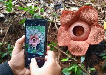 Krui Pro dan TNBBS Wisata Paket Lengkap