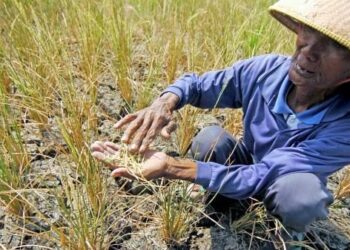 Puso Petani Tubaba Replant