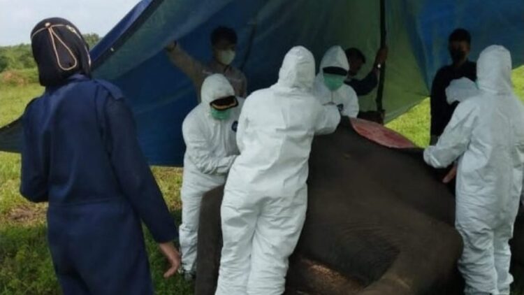 Gajah Mambo di Taman Nasional Way Kambas Mati, Tim Medis Lakukan Neroskopi