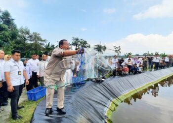 Pertama di Indonesia, Lampung Inisiasi Budidaya Udang Vaname Air Tawar