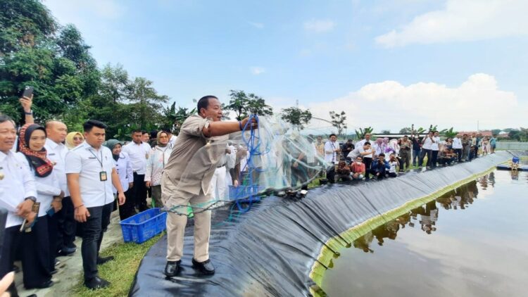 Pertama di Indonesia, Lampung Inisiasi Budidaya Udang Vaname Air Tawar