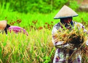 Lahan Pangan Lampung Utara Ditetapkan 14 Ribu Hektare