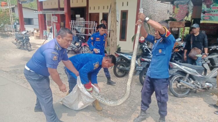 Buat Resah Warga, Damkarmat Lampung Selatan Evakuasi Ular Sanca 4 Meter