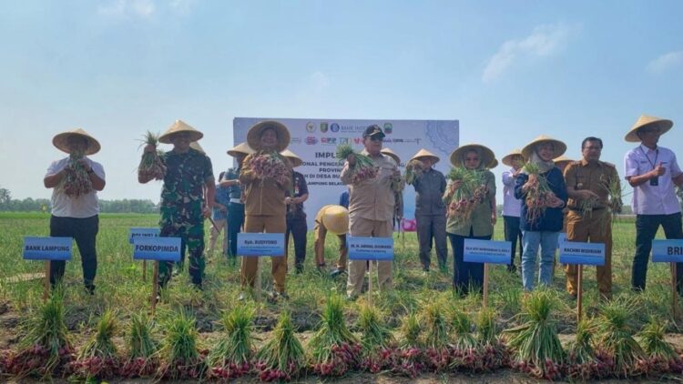 Lampung Potensial Jadi Sentra Pengembangan Bawang Merah 