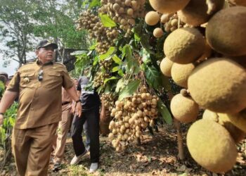 Arinal Djunaidi: Kelengkeng Gedung Dalam Enak dan Manis