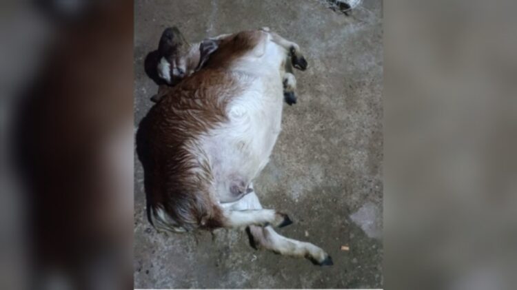Curi Kambing Tetangga, Warga Lampung Timur Ditangkap Polisi