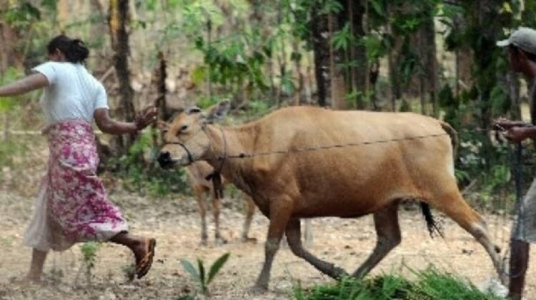 Melawan Petugas, Maling Sapi di Lampung Timur Ditembak Polisi 