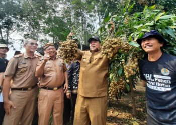 Petani Kelengkeng Lampung Terapkan Fertilizing Root Trainer, Picu Produksi Buah 