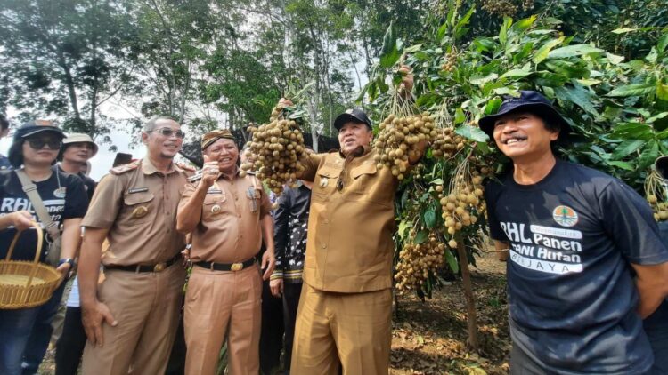 Petani Kelengkeng Lampung Terapkan Fertilizing Root Trainer, Picu Produksi Buah 