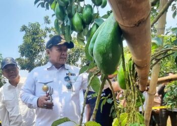Girimulyo Lampung Timur Sukses Kembangkan Alpukat Siger