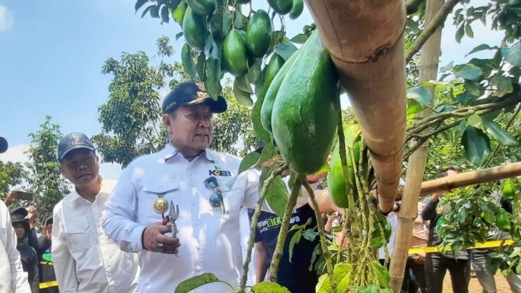 Girimulyo Lampung Timur Sukses Kembangkan Alpukat Siger
