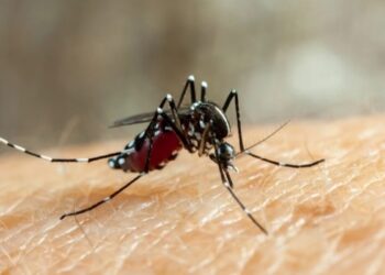 Waspada! Ratusan Kasus DBD terjadi di Pesisir Barat 