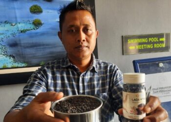Lada Lampung Bakal Berjaya