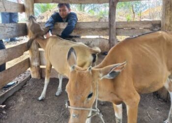 Panas Ekstrem, Disnakkeswan Lampung Siapkan 10 Ribu Dosis Obat Hewan Ternak