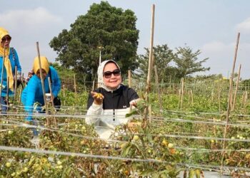 Riana Sari Panen Semangka Inul di Agropark PKK. Beratnya Capai 8 Kg