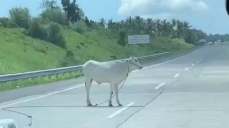 HK Cegah Hewan Seberangi JTTS