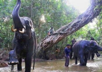 Dijadwalkan Kembali Dibuka. Taman Nasional Way Kambas Usung Konsep Baru 