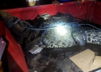 Resahkan Warga. Seekor Buaya di Sukaraja Bandarlampung Ditangkap