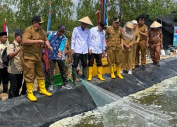 Panen Udang di Dipasena. Arinal Salurkan Ekskavator dan Kincir Air