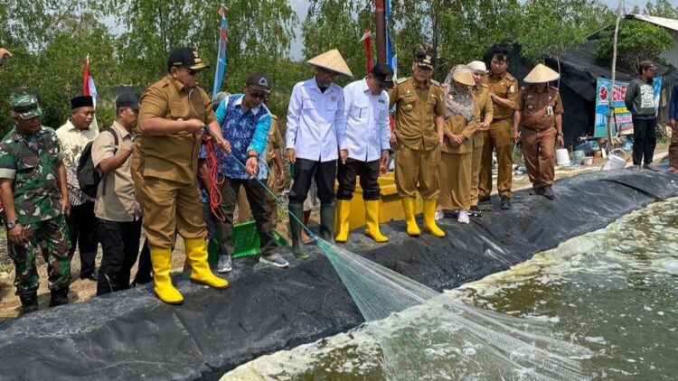 Panen Udang di Dipasena. Arinal Salurkan Ekskavator dan Kincir Air