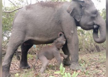 Gajah Riska TNWK Beranak Lagi
