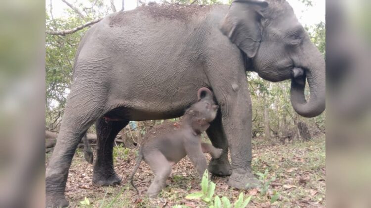 Gajah Riska TNWK Beranak Lagi