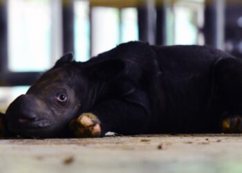 5 Badak SRS-TNWK Berhasil Dibiakan