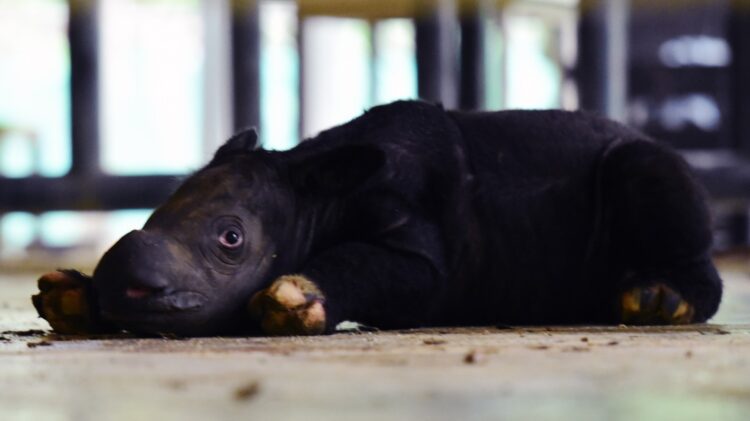 5 Badak SRS-TNWK Berhasil Dibiakan