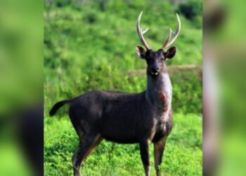 Nasib Rusa Sambar dan Komitmen TNWK-PT GMP