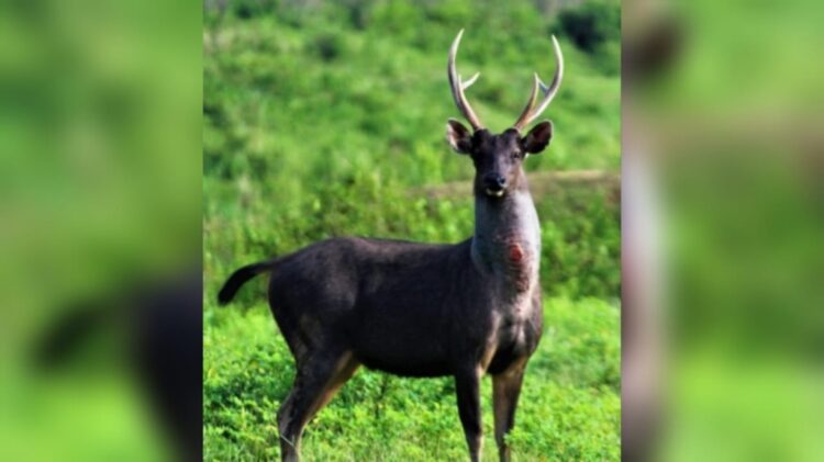 Nasib Rusa Sambar dan Komitmen TNWK-PT GMP