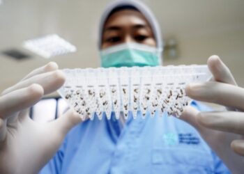 Hoaks! Nyamuk Wolbachia Penyebar Gen LGBT 