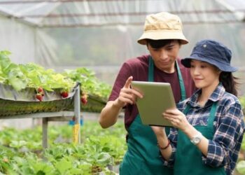 Petani Muda Lampung 337 Ribu