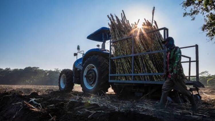 Tutup Tahun 2023. Produksi Tebu Regional 4 PTPN I Naik