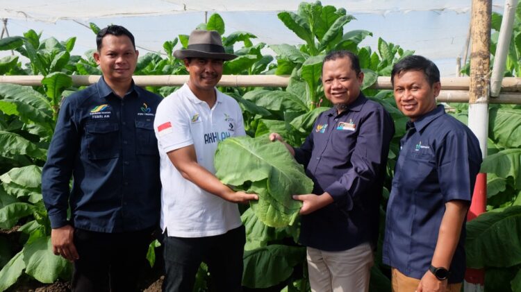 Panen Perdana PTPN I: Kualitas Tembakau Jember Diapresiasi