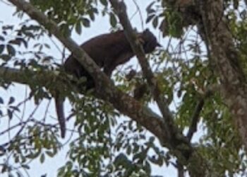 Heboh! Kucing Emas Dikira Harimau di Perkebunan PTPN Wayberulu Pesawaran