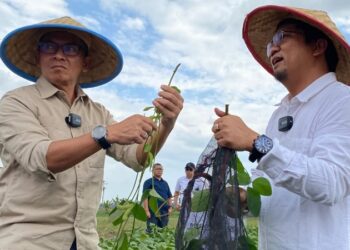 Panen Edamame Perdana: PTPN I Dukung Pertumbuhan Mitratani Dua Tujuh