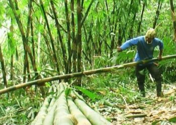 Marindo Serukan Penanaman Bambu di Pringsewu 